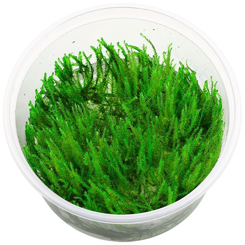 Vesicularia dubyana in cup 80 cc